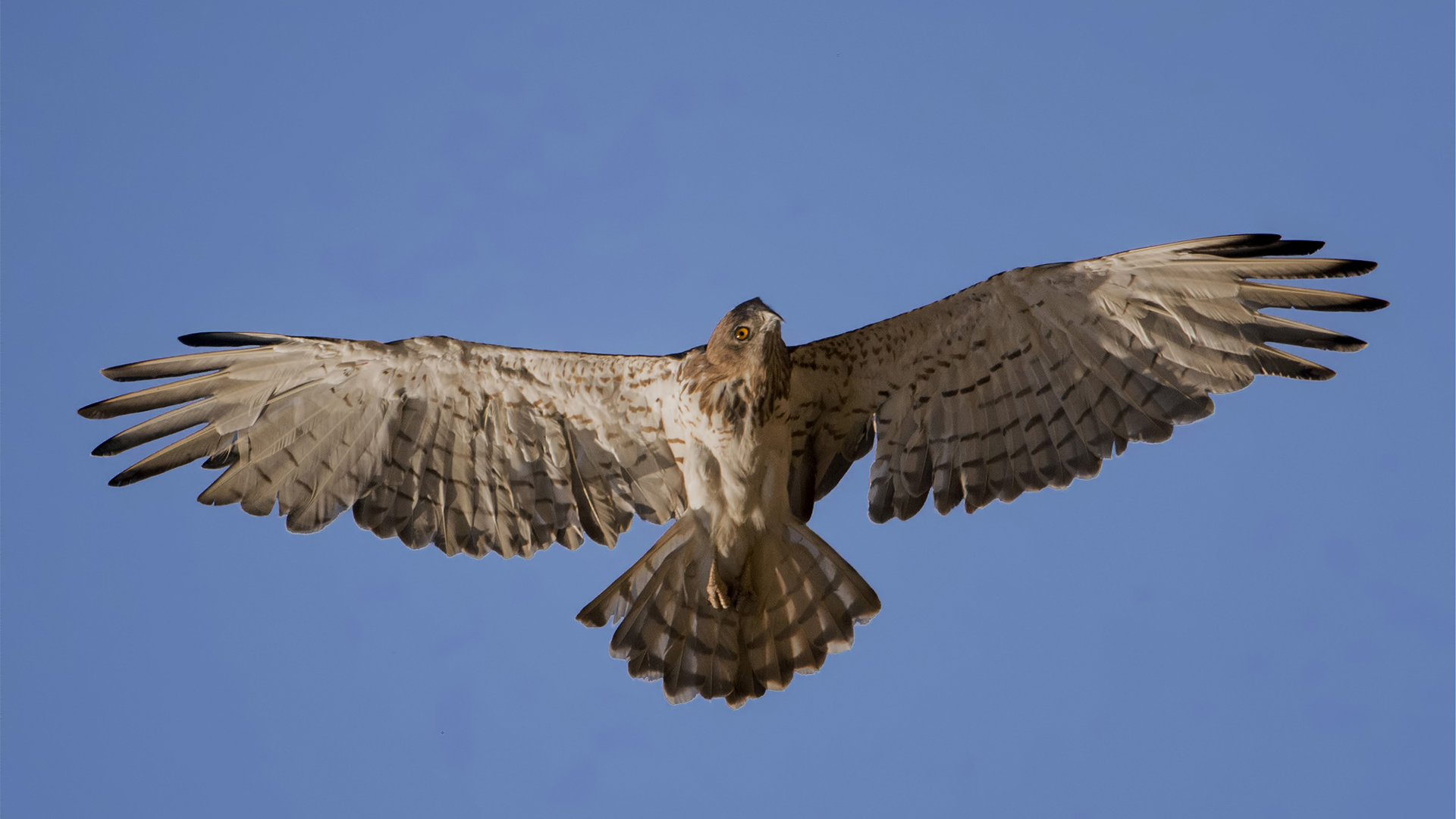 Short-toed Snake-Eagle
